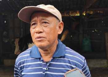 Penyakit Mulut dan Kuku Kembali Merebak, Peternak Sapi Perah di Pati Terpuruk