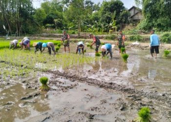 Sektor Pertanian di Kawal, Kini Kodim 0718/Pati Dukung Program Ketahanan Pangan