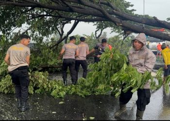 Pohon Trembesi Tumbang di Pati, Warga Diminta Waspada