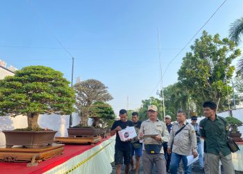 Java Master 2025, Ajang Silaturahmi Pecinta Bonsai