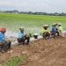 Proyek Talud Banprov Dengkek Jadi Contoh Tata Kelola Desa Responsif dan Transparan